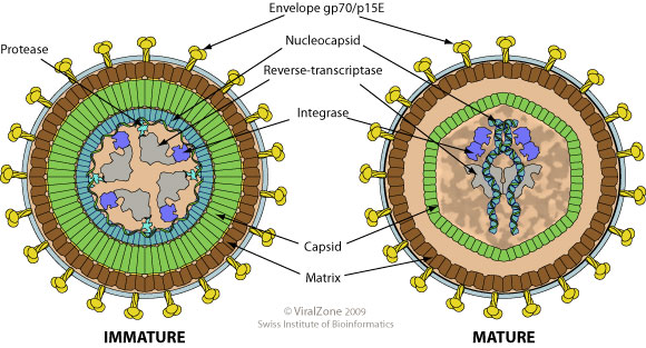 Gammaretrovirus.
Klicka på bilden för mer information.